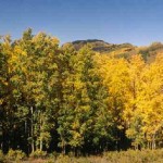 Aspens