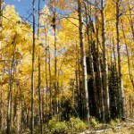 Mature Aspens