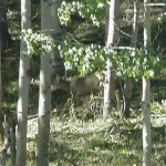Wildlife